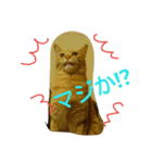猫とチョイ兎（個別スタンプ：7）