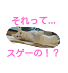 猫とチョイ兎（個別スタンプ：8）