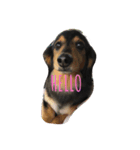 I am zakuro（個別スタンプ：3）