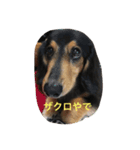 I am zakuro（個別スタンプ：6）