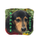 I am zakuro（個別スタンプ：7）
