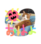 かわいいねこ ころん2。（個別スタンプ：1）