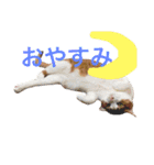 かわいいねこ ころん2。（個別スタンプ：2）