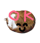 かわいいねこ ころん2。（個別スタンプ：3）