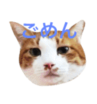 かわいいねこ ころん2。（個別スタンプ：4）