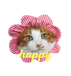 かわいいねこ ころん2。（個別スタンプ：6）
