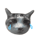 かわいいねこ ころん2。（個別スタンプ：7）