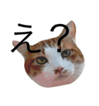かわいいねこ ころん2。（個別スタンプ：8）
