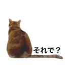 かわいいねこ ころん2。（個別スタンプ：9）