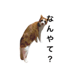 かわいいねこ ころん2。（個別スタンプ：10）