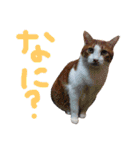 かわいいねこ ころん2。（個別スタンプ：11）