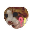 かわいいねこ ころん2。（個別スタンプ：12）