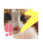 かわいいねこ ころん2。（個別スタンプ：13）