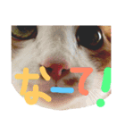 かわいいねこ ころん2。（個別スタンプ：14）