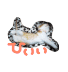 かわいいねこ ころん2。（個別スタンプ：15）