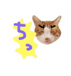 かわいいねこ ころん2。（個別スタンプ：16）