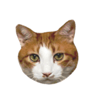 かわいいねこ ころん2。（個別スタンプ：17）