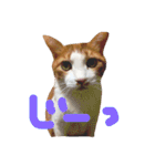 かわいいねこ ころん2。（個別スタンプ：18）