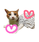 かわいいねこ ころん2。（個別スタンプ：20）
