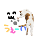 かわいいねこ ころん2。（個別スタンプ：21）