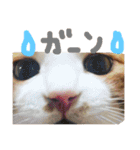 かわいいねこ ころん2。（個別スタンプ：22）
