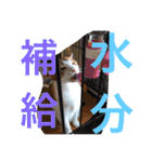 かわいいねこ ころん2。（個別スタンプ：28）
