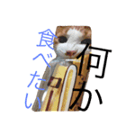 かわいいねこ ころん2。（個別スタンプ：29）