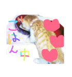 かわいいねこ ころん2。（個別スタンプ：30）