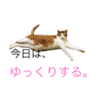 かわいいねこ ころん2。（個別スタンプ：31）