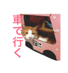 かわいいねこ ころん2。（個別スタンプ：32）