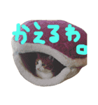 かわいいねこ ころん2。（個別スタンプ：33）