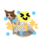 かわいいねこ ころん2。（個別スタンプ：34）