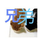 かわいいねこ ころん2。（個別スタンプ：36）