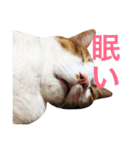 かわいいねこ ころん2。（個別スタンプ：38）