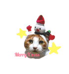 かわいいねこ ころん2。（個別スタンプ：40）