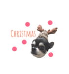 チワワのクリスマスとお正月（個別スタンプ：4）