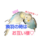 いんこっこ♡日常（個別スタンプ：9）