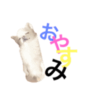 広島ちわわ の もも太くん（個別スタンプ：1）