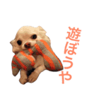 広島ちわわ の もも太くん（個別スタンプ：7）