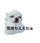 広島ちわわ の もも太くん（個別スタンプ：8）