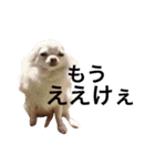 広島ちわわ の もも太くん（個別スタンプ：9）