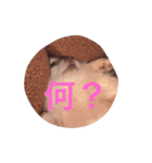広島ちわわ の もも太くん（個別スタンプ：10）