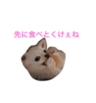 広島ちわわ の もも太くん（個別スタンプ：13）
