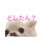 広島ちわわ の もも太くん（個別スタンプ：14）