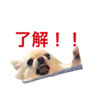 広島ちわわ の もも太くん（個別スタンプ：15）