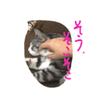 猫のぱたこさん2（個別スタンプ：34）