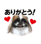どんくさ犬ペケ（個別スタンプ：1）