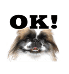 どんくさ犬ペケ（個別スタンプ：2）