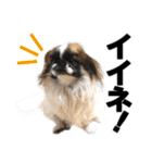 どんくさ犬ペケ（個別スタンプ：3）