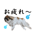 どんくさ犬ペケ（個別スタンプ：4）